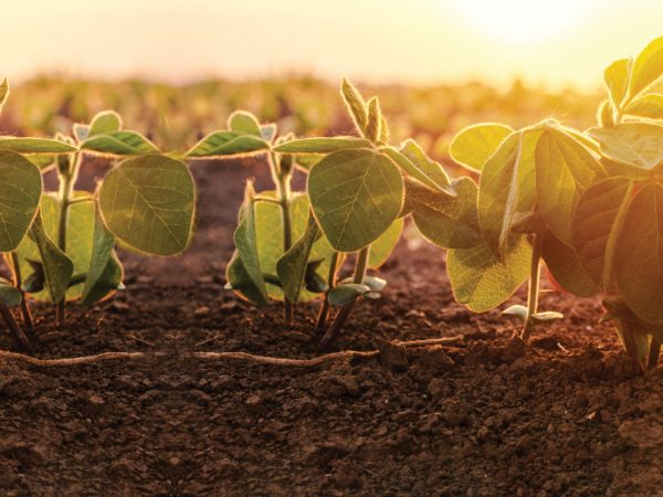 is-a-new-food-supply-chain-poised-to-take-off