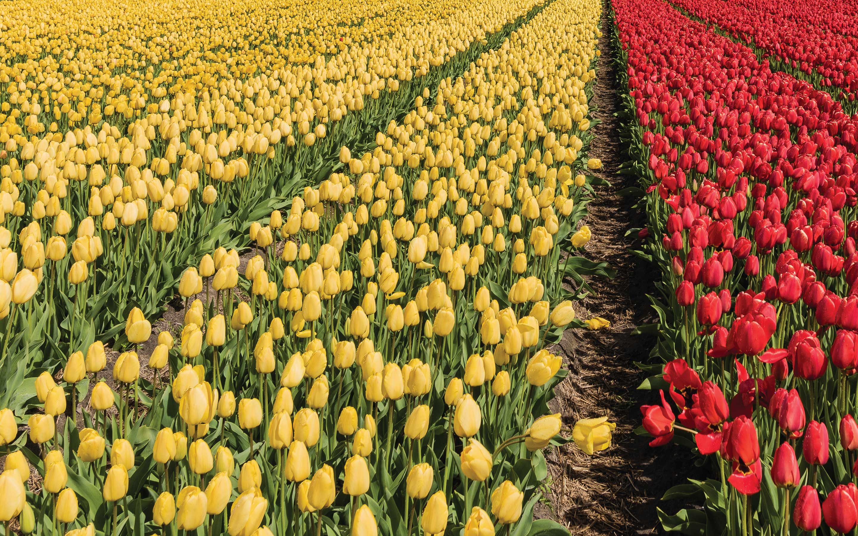 A field of yellow and red tulips.