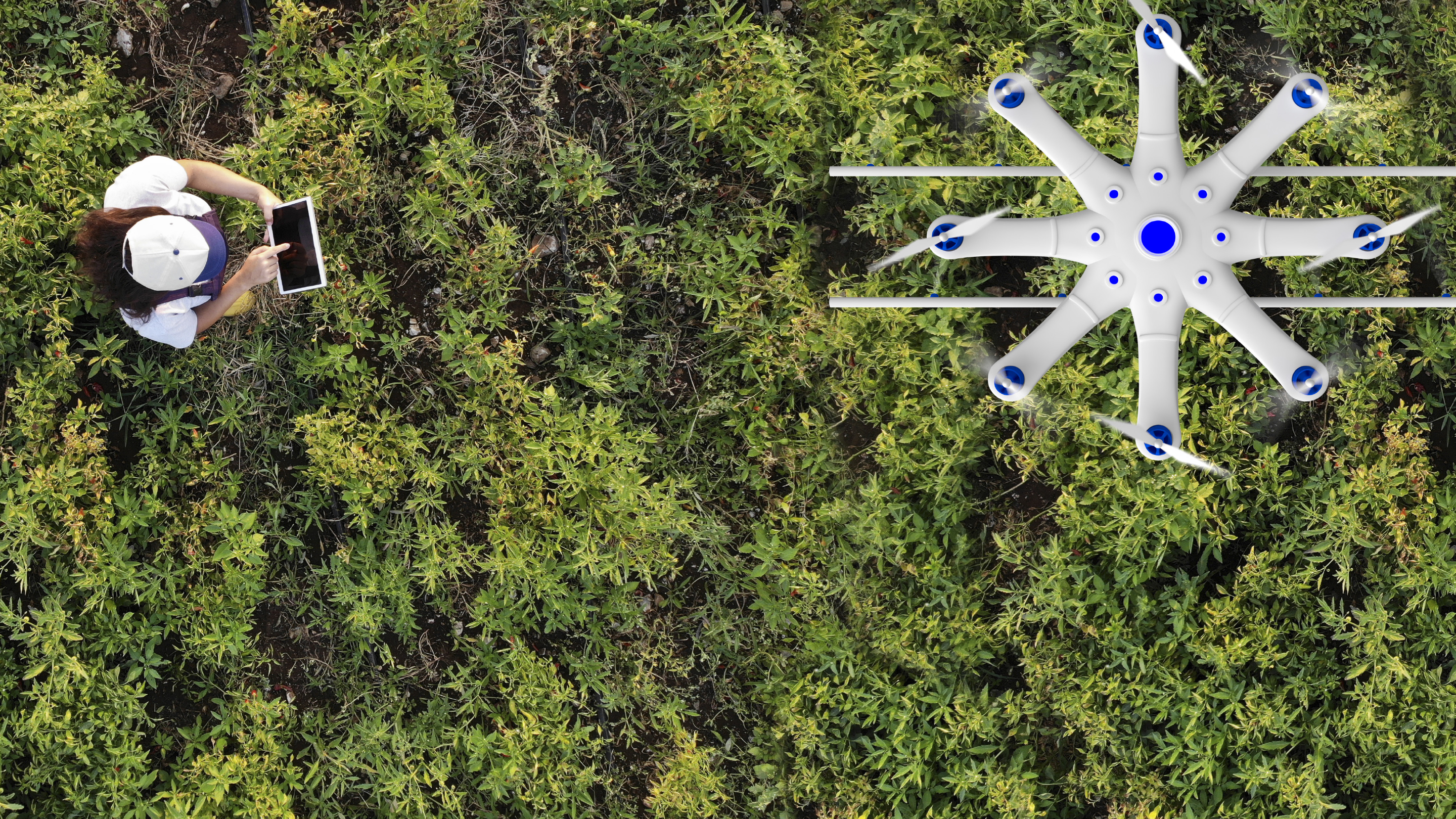 Sem trabalhadores, empresa cria drones com IA para colher frutas