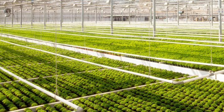 Sevices - Greenhouse Cultivation - Hero - 2880x1620 - 20 Jul 2022 - V1