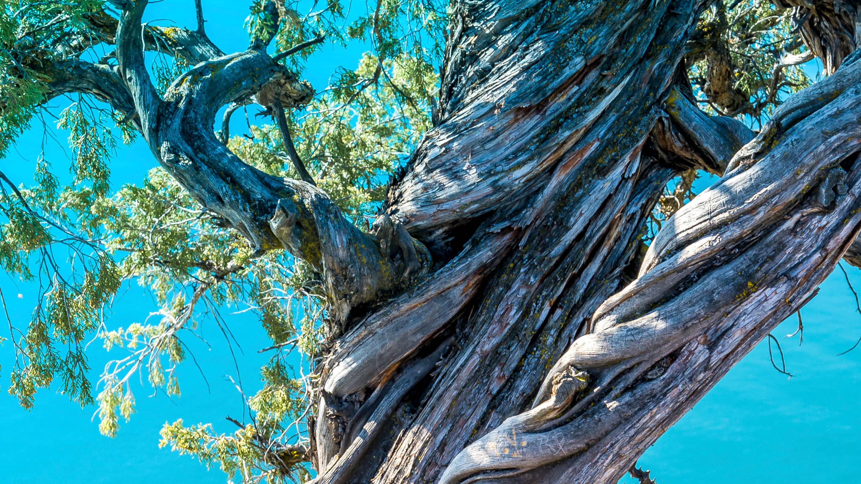 Juniperus Scopulorum, Juniper tree, Kalamalka Lake Provincial Park, Okanagan Valley, British Columbia, Canada