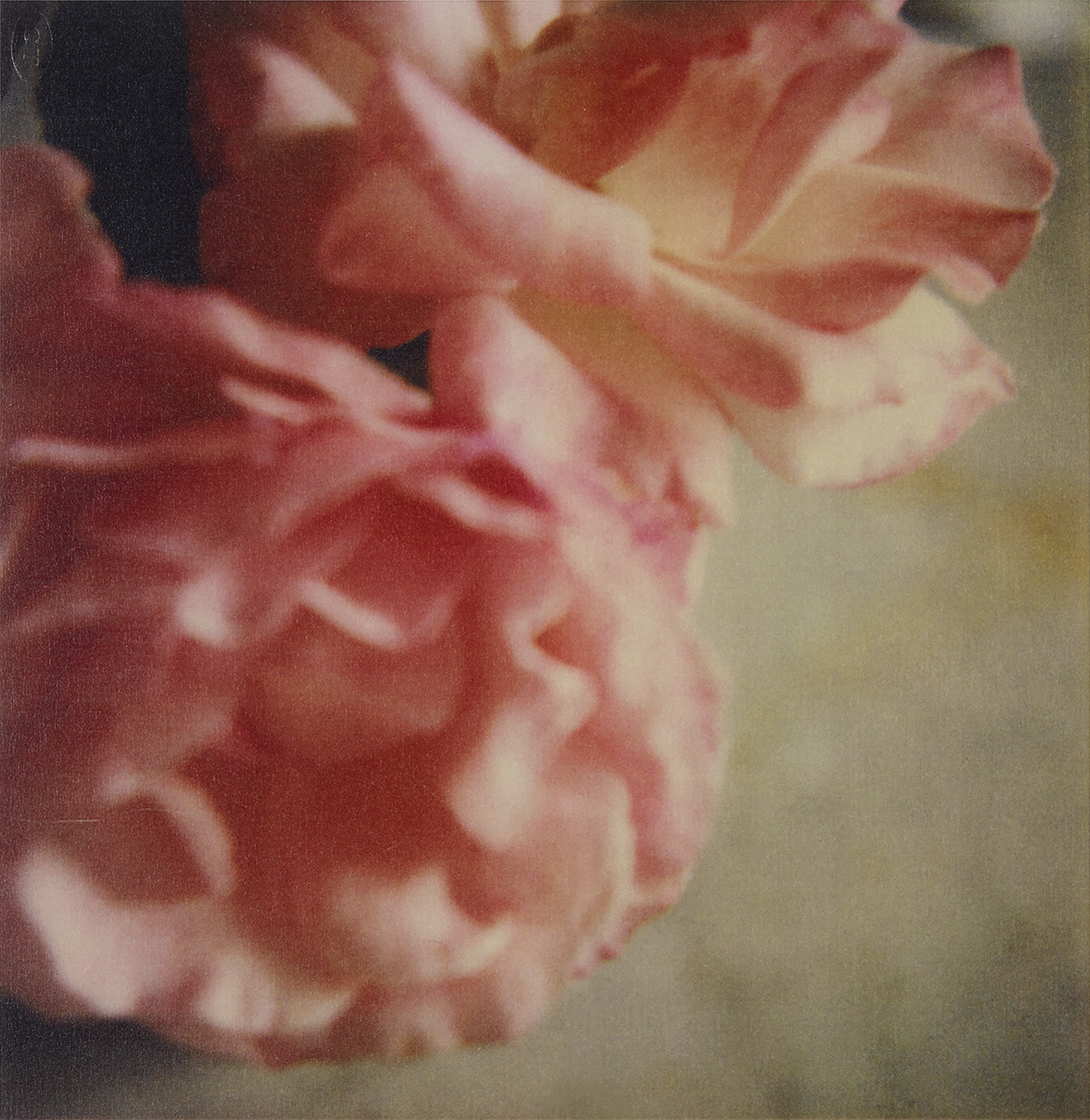 Roses, Gaeta, 2004