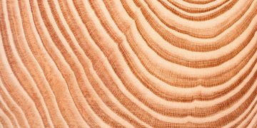 A close-up view of annual growth rings on a tree trunk